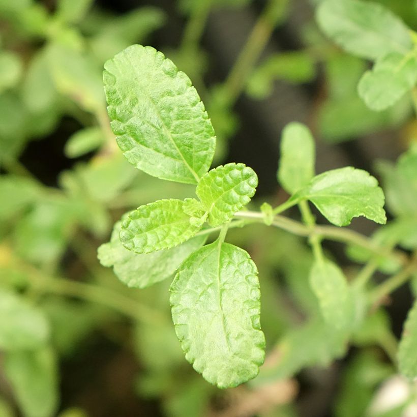 Sauge arbustive Gletsjer - Salvia microphylla (Foliage)