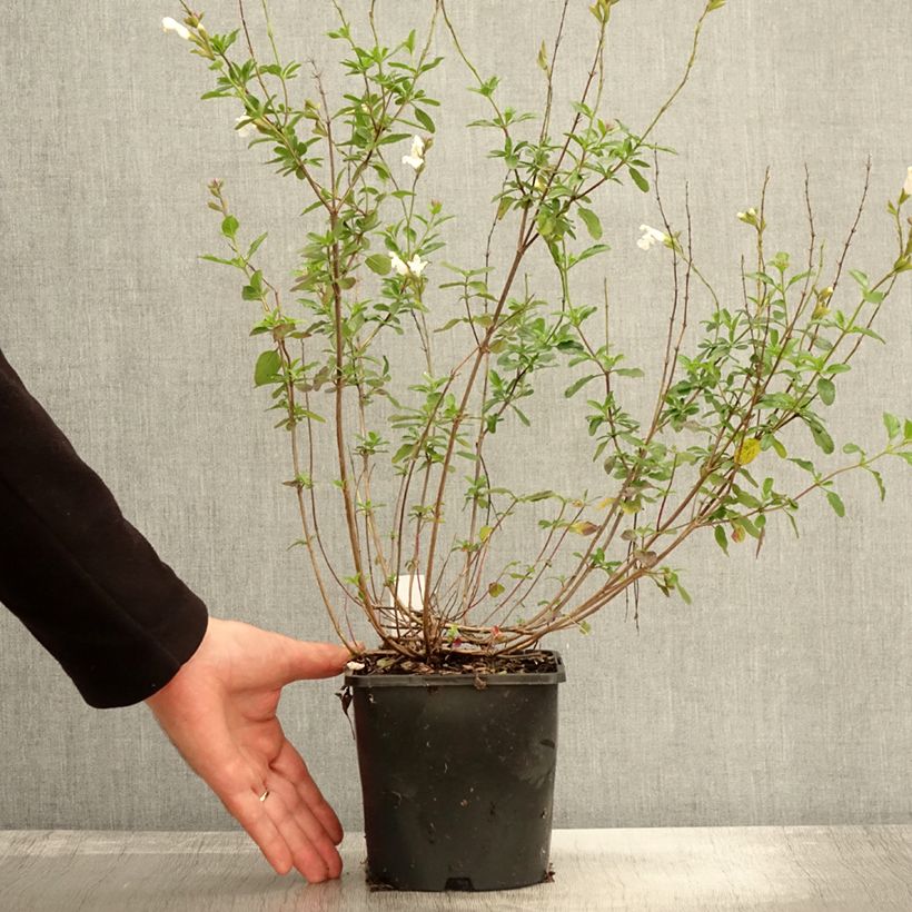 Example of Sauge arbustive Gletsjer - Salvia microphylla Pot de 2L/3L as you get in automne