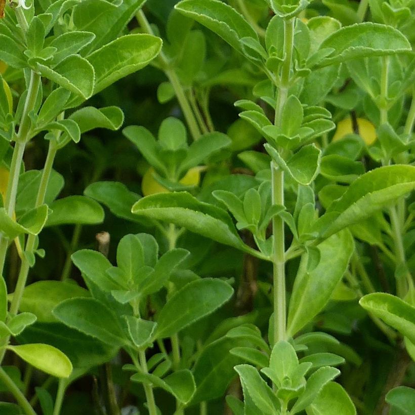 Sauge arbustive Lemon Light  (Foliage)