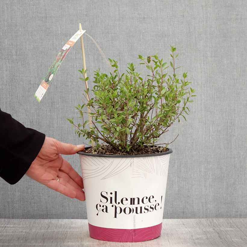 Example of Sauge arbustive Reve Rouge - Salvia jamensis Pot de 4L/5L as you get in printemps