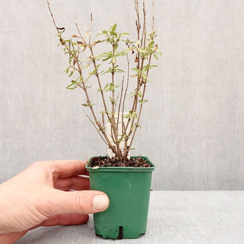 Example of Sauge arbustive - Salvia greggii Mirage Burgundy Godet de 8/9 cm as you get in hiver
