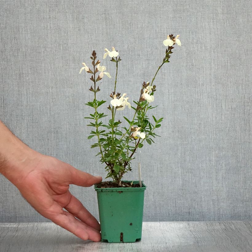 Example of Sauge arbustive - Salvia greggii Mirage Cream Godet de 8/9 cm as you get in ete