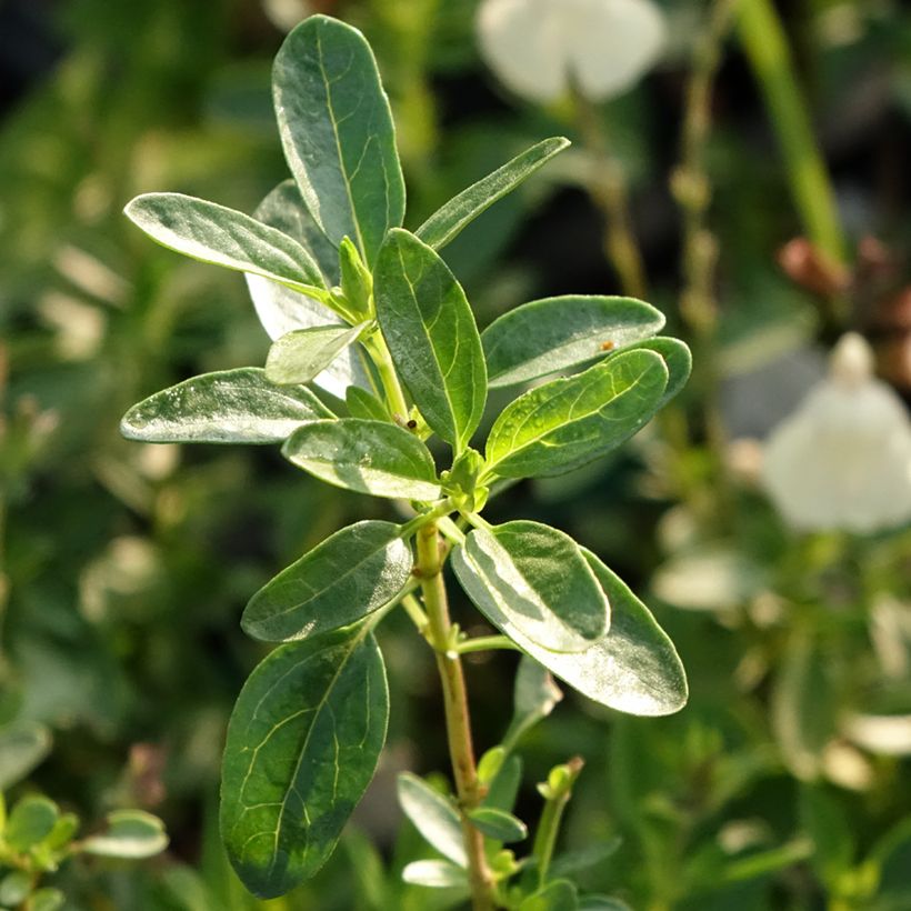 Sauge arbustive - Salvia greggii Mirage Cream (Foliage)