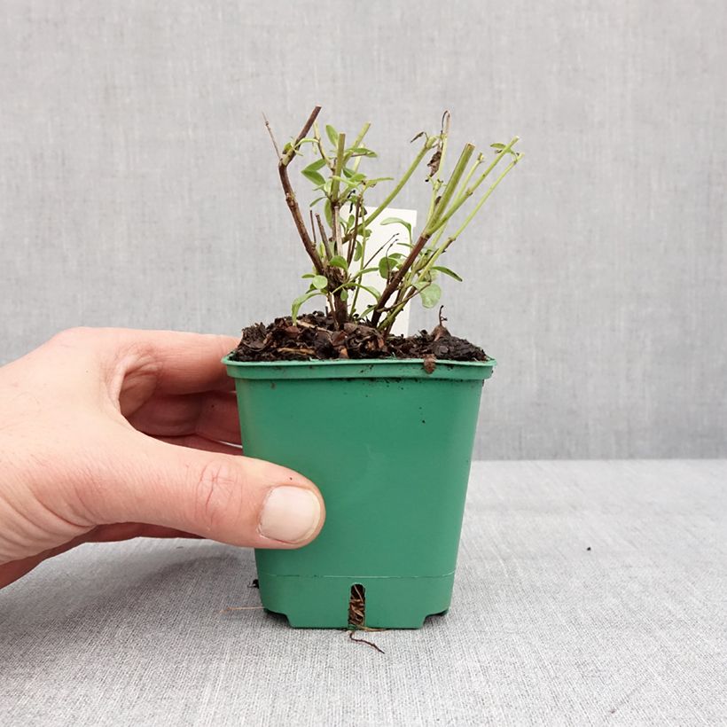 Example of Sauge arbustive - Salvia greggii Mirage Salmon Godet de 8/9 cm as you get in hiver