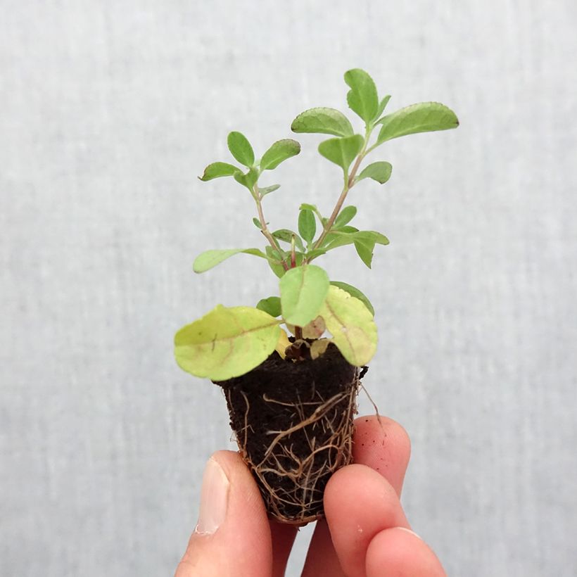 Example of Sauge arbustive - Salvia greggii Mirage Salmon Mini-motte Ø 3/4 cm as you get in printemps