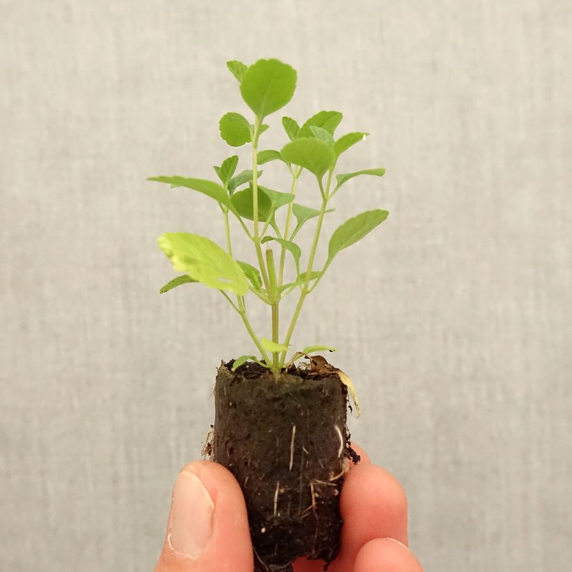 Example of Sauge arbustive - Salvia microphylla Hot Lips Mini-motte Ø 3/4 cm as you get in printemps