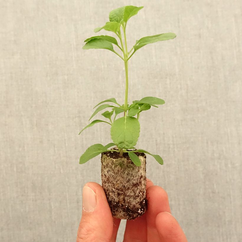 Example of Sauge arbustive So Cool Pale Blue - Salvia microphylla Mini-motte Ø 3/4 cm as you get in printemps