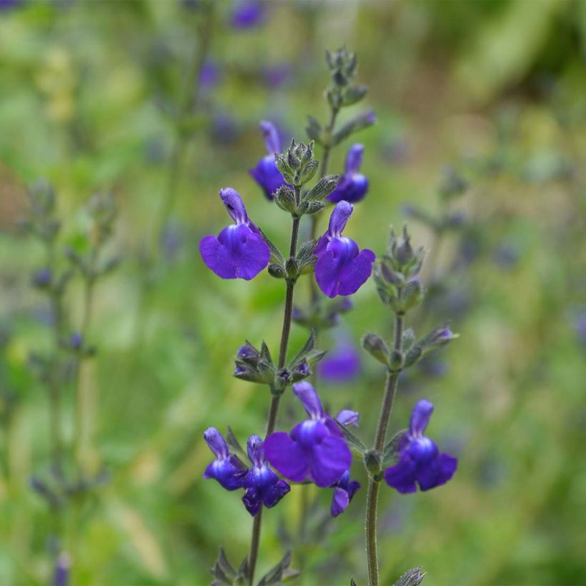 Sauge arbustive Victoria Blue (Flowering)