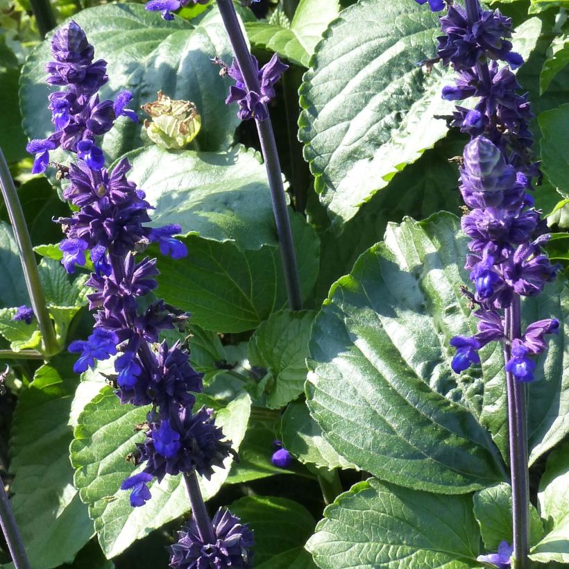 Sauge Big Blue (Foliage)