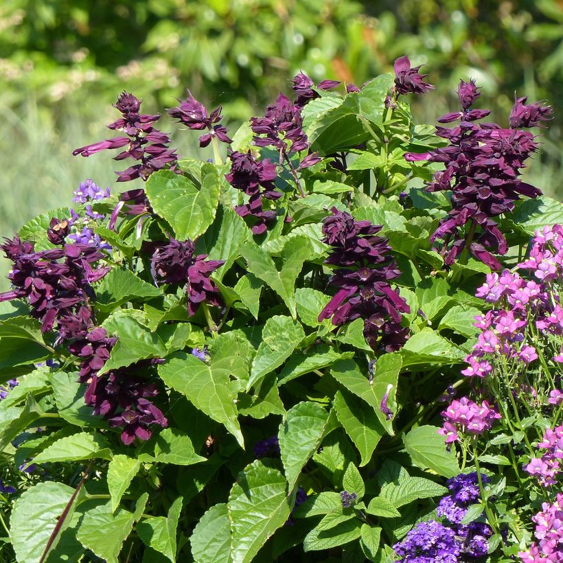 Sauge Gogo Purple (Plant habit)