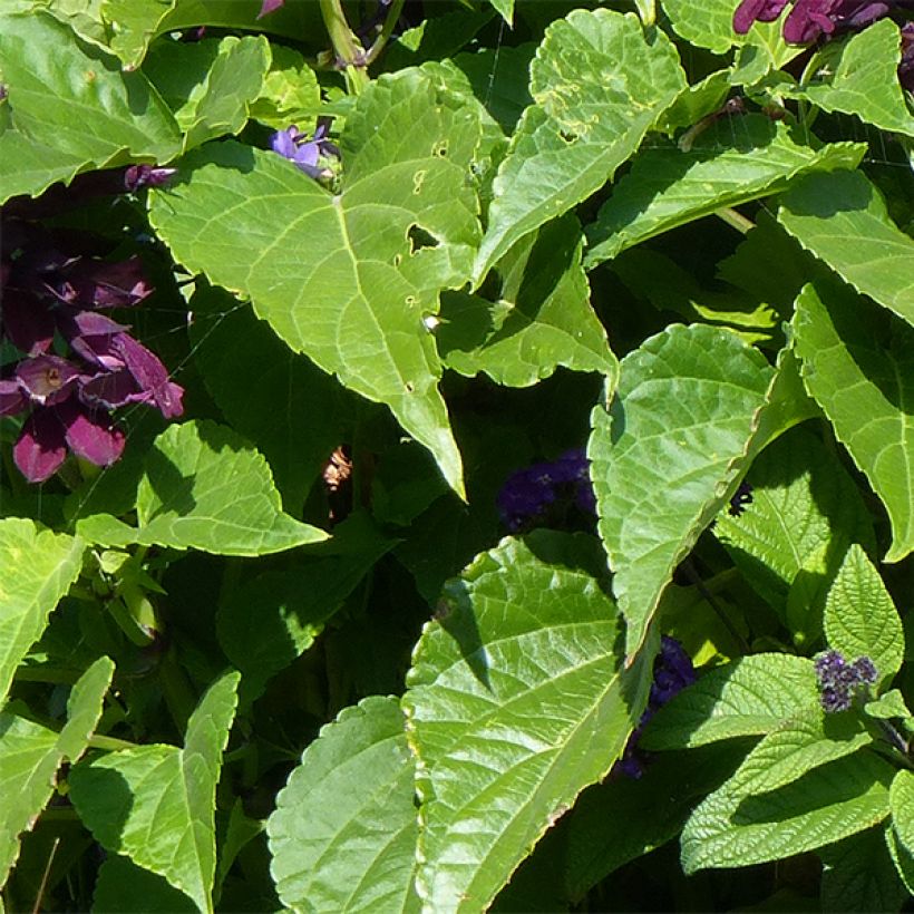 Sauge Gogo Purple (Foliage)