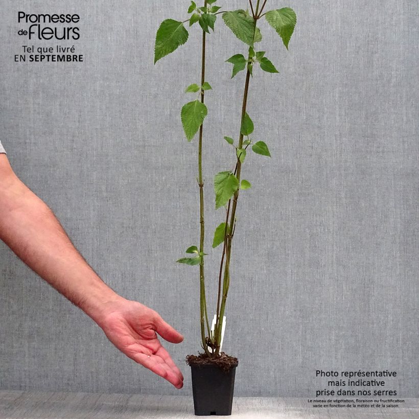 Example of Sauge hybride Amistad violet - Salvia (x) guaranitica Godet de 8/9 cm as you get in automne