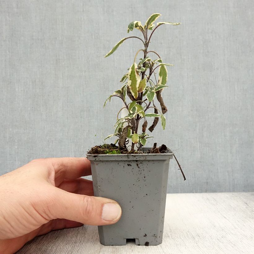 Example of Sauge officinale Tricolor - Salvia officinalis Godet de 7/8 cm as you get in automne