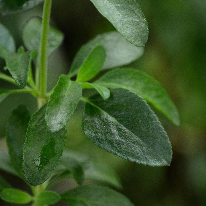 Sauge arbustive Flammenn ® - Salvia jamensis (Foliage)