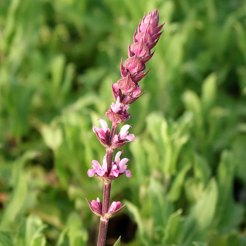 Sauge - Salvia nemorosa Caradonna Pink (Flowering)
