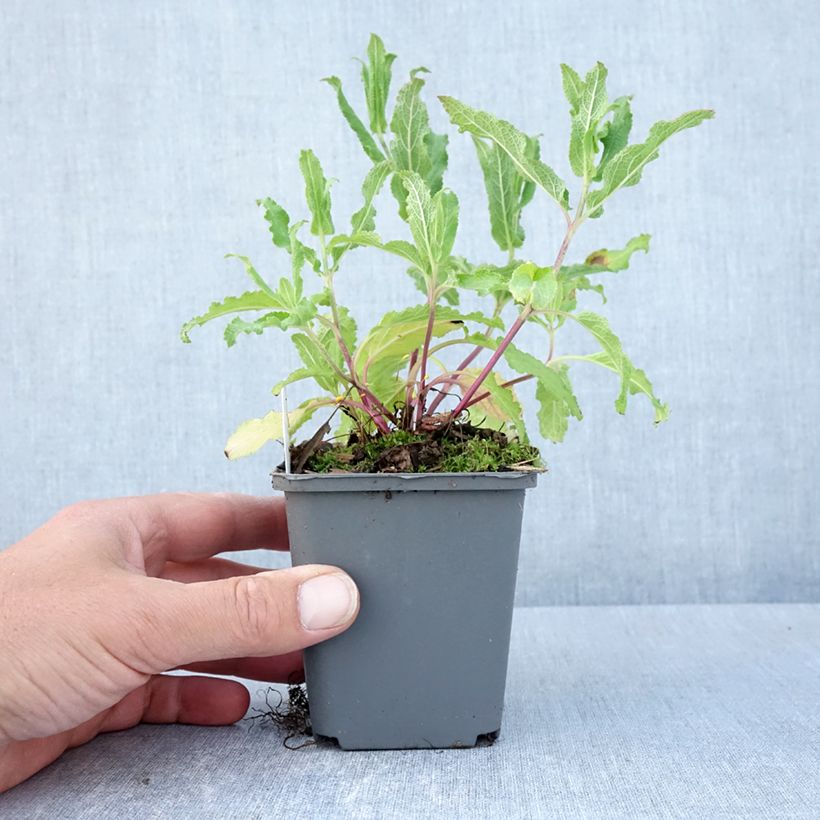 Example of Sauge - Salvia nemorosa Caradonna Pink Godet de 8/9 cm as you get in printemps