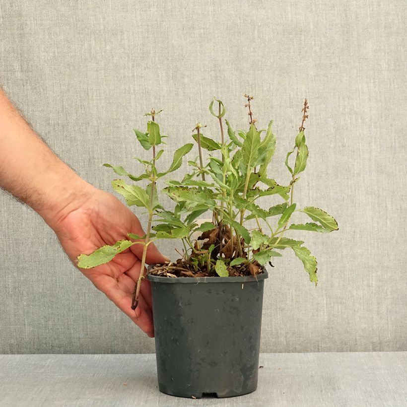 Example of Sauge - Salvia nemorosa Caradonna Pink Pot de 2L/3L as you get in ete