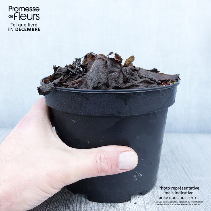 Example of Sauge - Salvia sylvestris Rhapsody in Blue Pot de 2L/3L as you get in automne