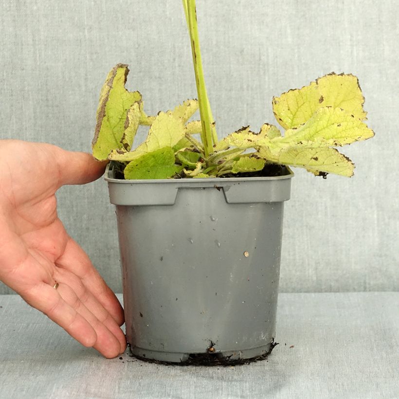 Example of Sauge sclarée - Salvia sclarea Pot de 1,5L/2L as you get in ete