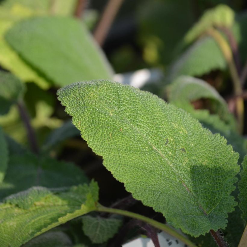 Sauge sclarée - Salvia sclarea Vatican White (Foliage)