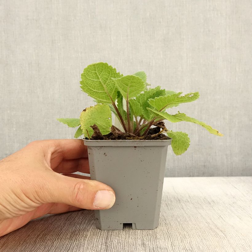 Example of Sauge sclarée - Salvia sclarea Vatican White Godet de 8/9 cm as you get in automne