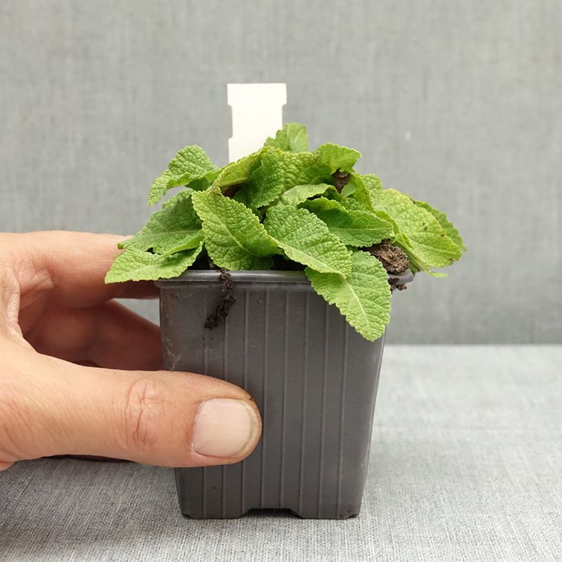 Example of Sauge Spires Snow Kiss - Salvia hybrida Godet de 8/9 cm as you get in ete