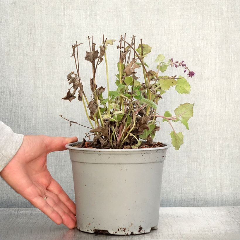 Example of Sauge verticillée - Salvia verticillata Purple Rain Pot de 3L/4L as you get in automne