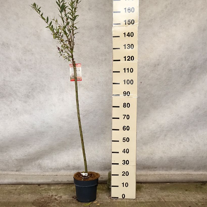 Example of Saule crevette - Salix integra Flamingo Pot de 4L/5L as you get in automne