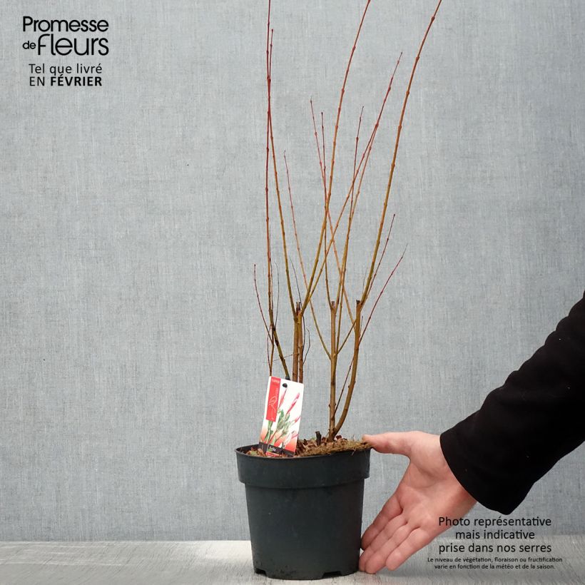 Example of Saule crevette - Salix integra Flamingo Pot de 2L/3L as you get in hiver
