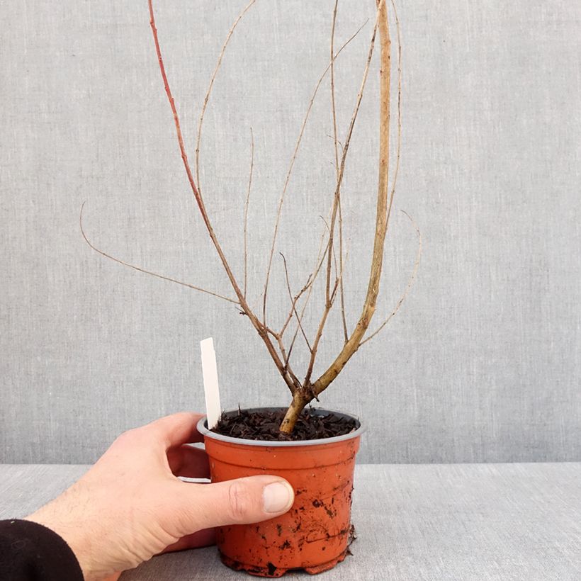 Example of Saule crevette - Salix integra Hakuro Nishiki Pot de 10 cm/11cm as you get in hiver