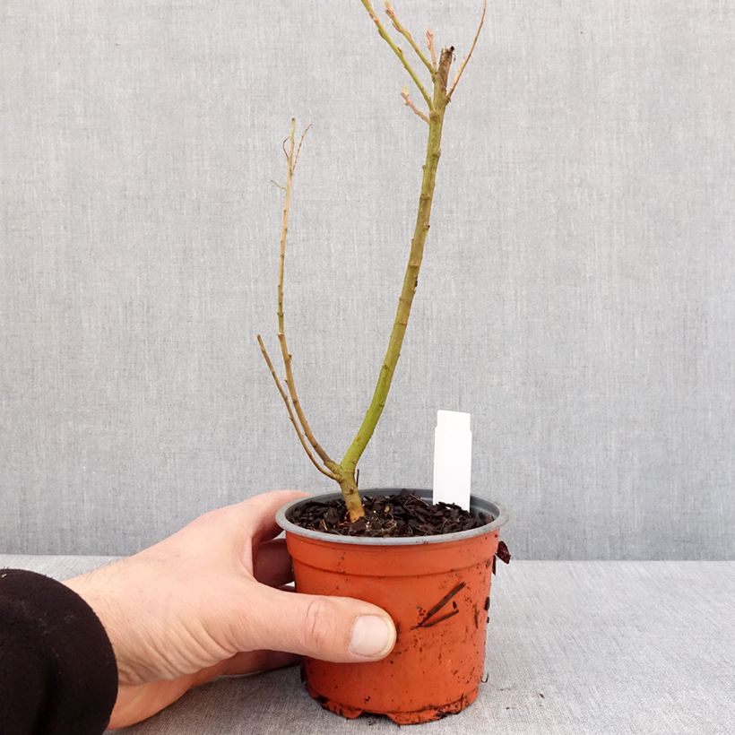 Example of Saule doré -  Salix sachalinensis Golden Sunshine Godet de 8/9 cm as you get in hiver