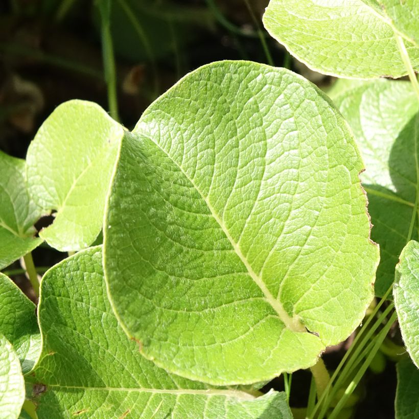 Saule rampant des îles Kouriles -Salix kurilensis (Foliage)
