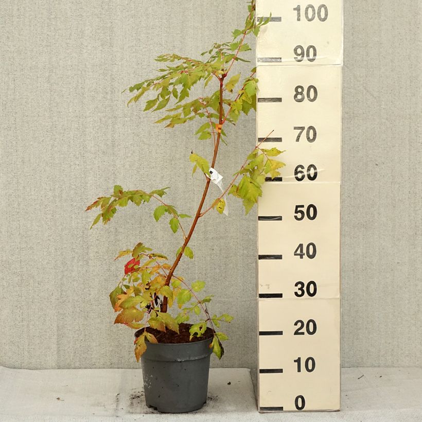 Example of Savonnier orange - Koelreuteria paniculata Coral Sun Pot de 7,5L/10L as you get in automne