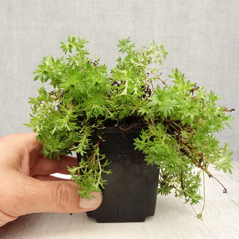 Example of Saxifraga arendsii Compactum (Stransfieldii) - Saxifrage mousse Godet de 8/9 cm as you get in ete