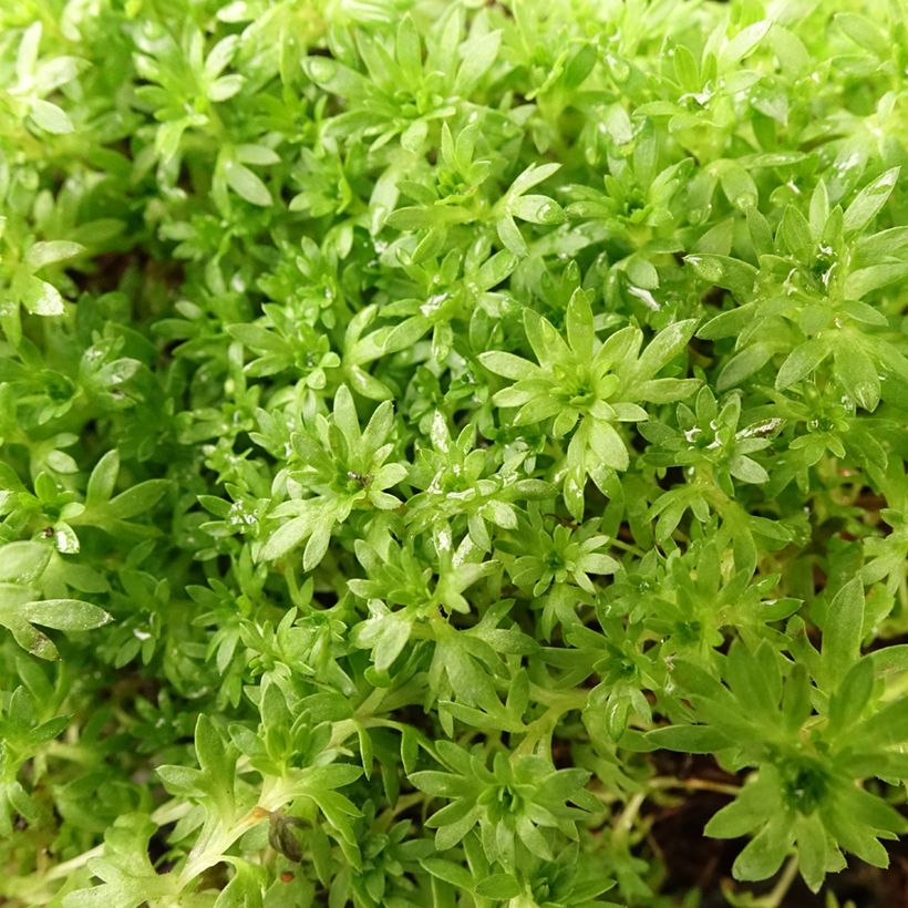 Saxifraga arendsii Compactum (Stransfieldii) - Saxifrage mousse (Foliage)