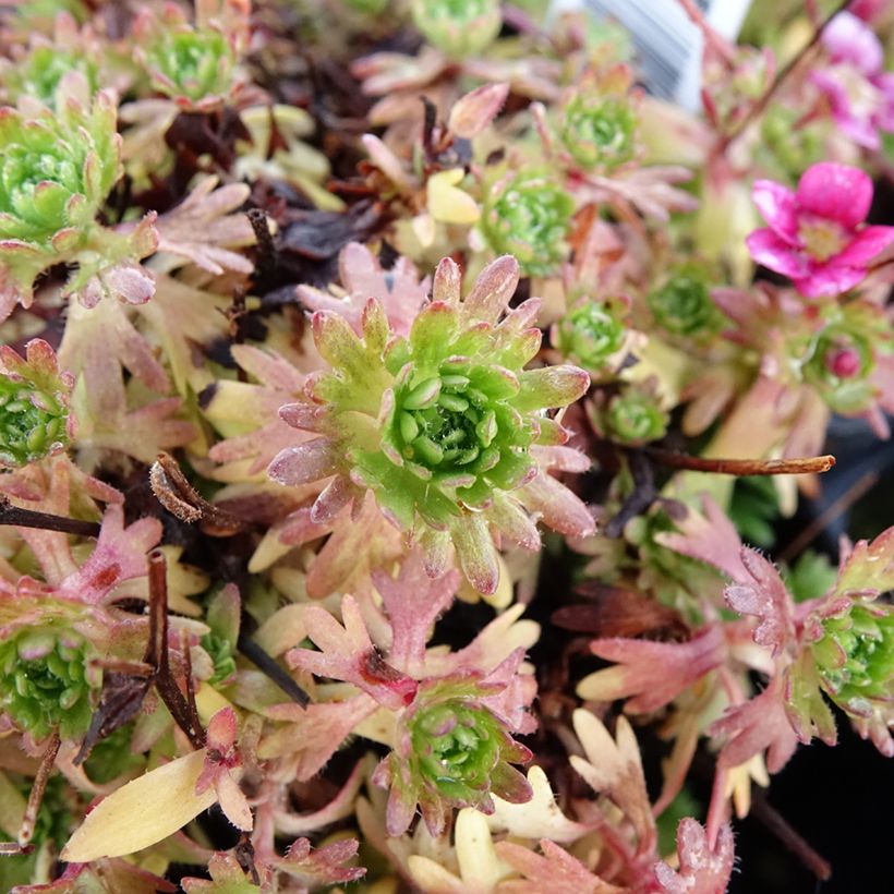 Saxifraga arendsii Ware's Crimson - Saxifrage mousse (Foliage)