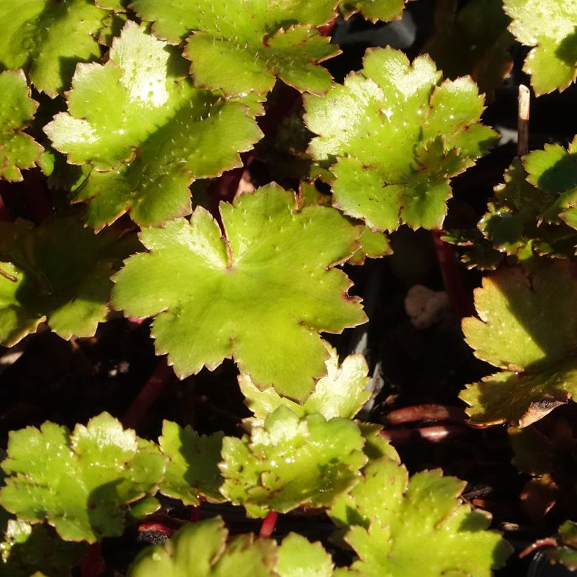 Saxifraga fortunei Beni Tsukasa - Saxifrage (Foliage)