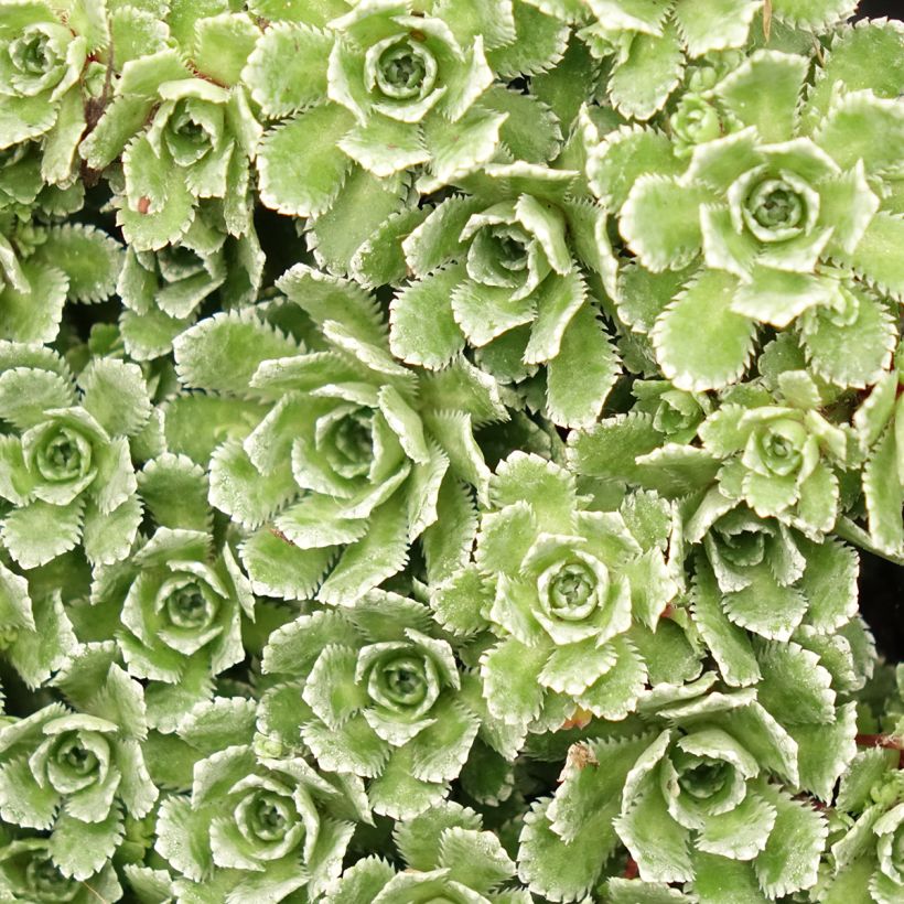 Saxifraga paniculata var.minutifolia - Saxifrage (Foliage)