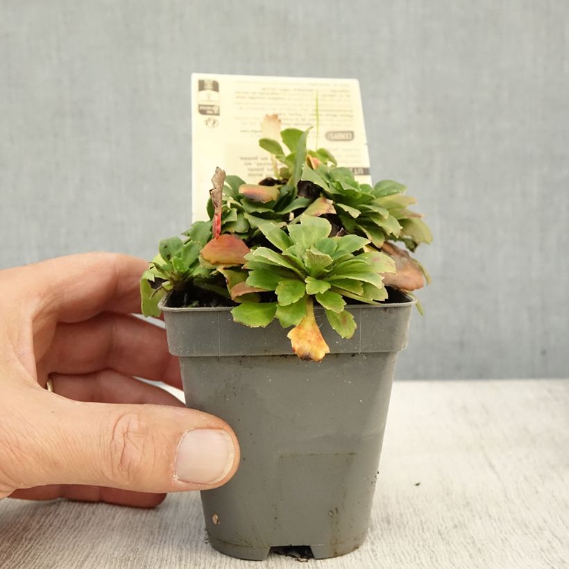 Example of Saxifraga x urbium Aureopunctata - Désespoir du peintre Godet de 8/9 cm as you get in automne