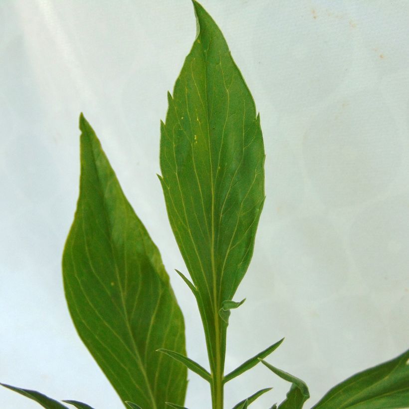 Scabieuse - Scabiosa Cherry Vanilla Scoop (Foliage)