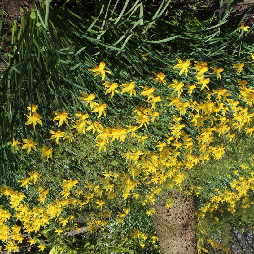 Narcisse cyclamineus Rapture (Plant habit)