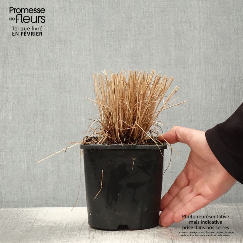 Example of Schizachyrium Colorado - Herbe à balais Pot de 2L/3L as you get in hiver