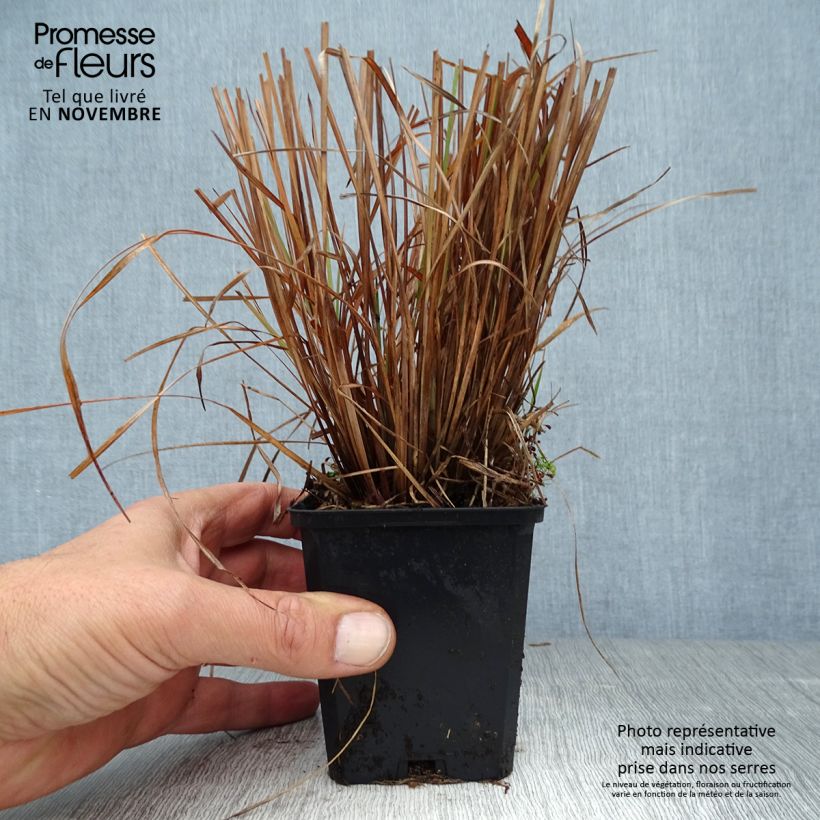 Example of Schizachyrium scoparium Standing Ovation Godet de 8/9 cm as you get in automne