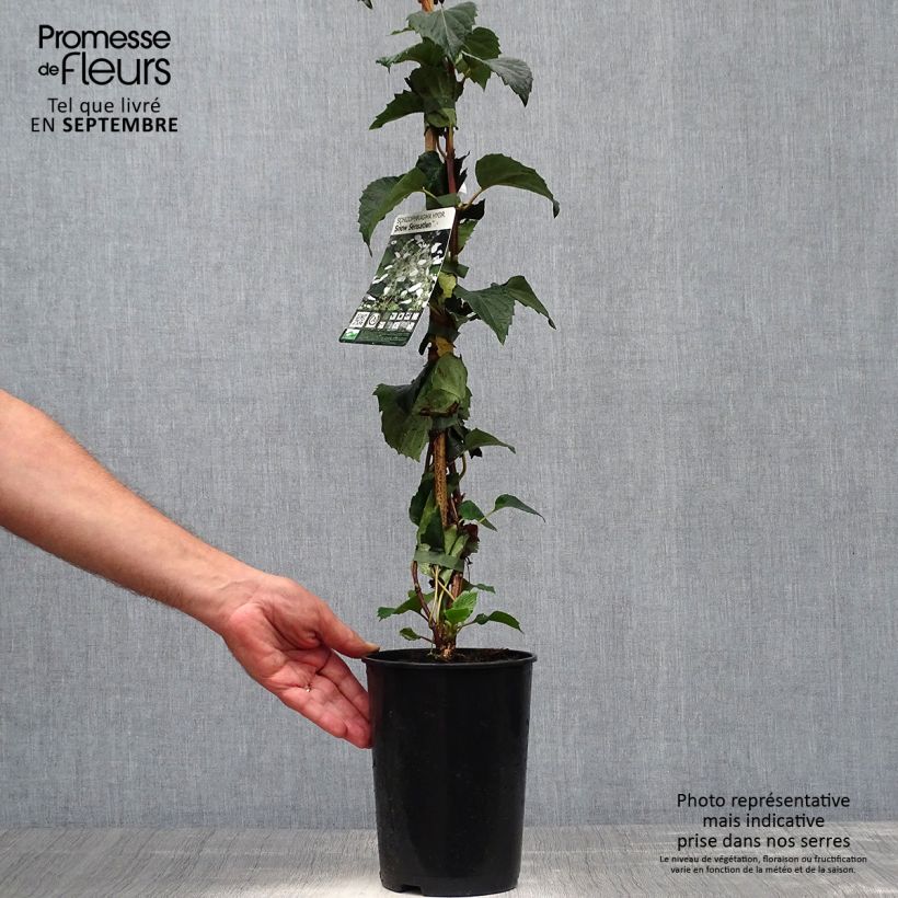 Example of Schizophragma hydrangeoides Snow Sensation - Faux hortensia grimpant Pot de 3L/4L as you get in automne