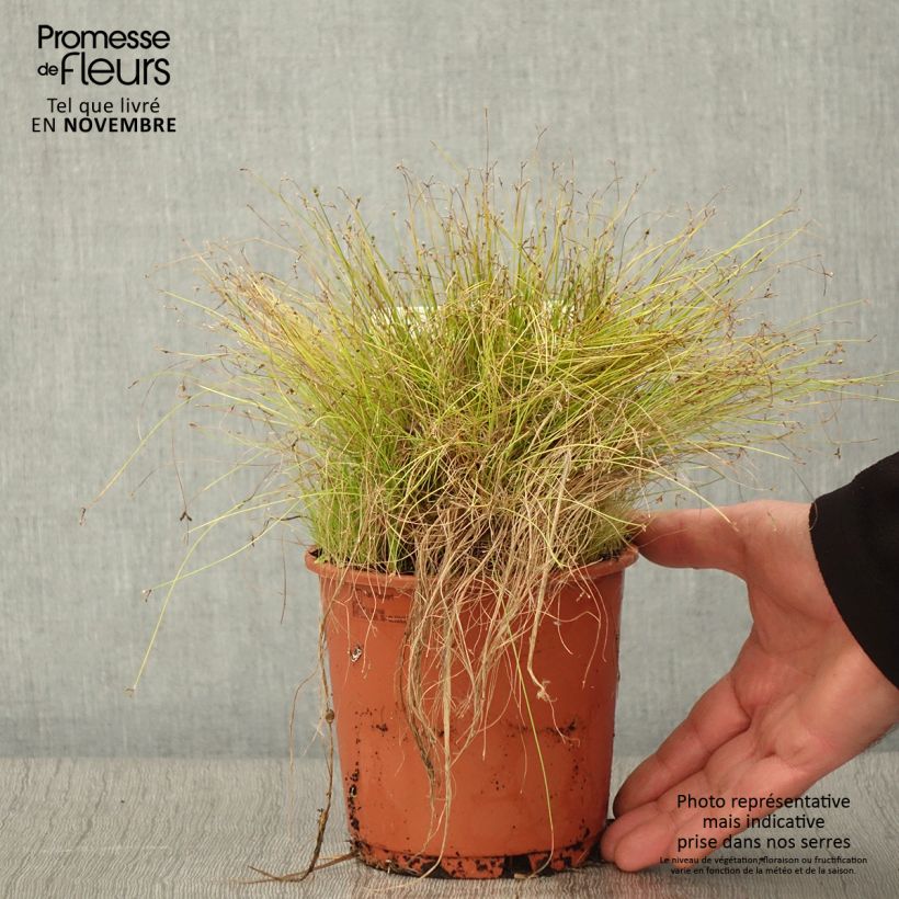 Example of Scirpus cernuus - Souchet penché Pot de 1L/1,5L as you get in automne