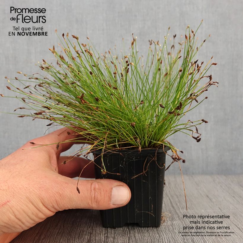 Example of Scirpus cernuus - Souchet penché Godet de 7/8 cm as you get in automne