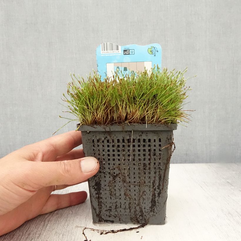 Example of Scirpus isolepsis Pot de 1L/1,5L as you get in ete