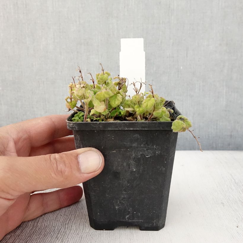 Example of Scutellaria indica var. parviflora - Scutellaire Godet de 8/9 cm as you get in ete