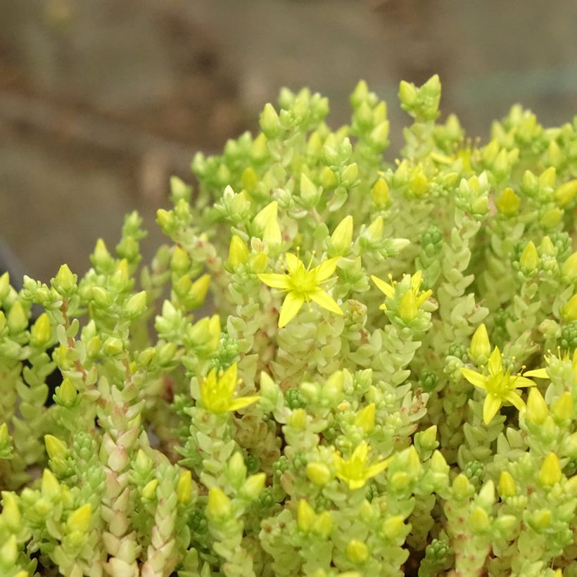 Sedum acre Yellow Queen - Orpin jaune (Foliage)