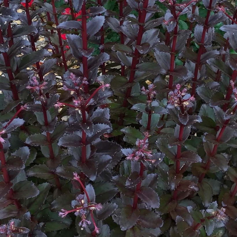Sedum Black Knight  (Foliage)